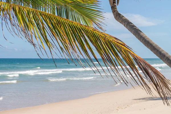 Rijke Strand Vegetatie Itacare Braziliaanse Bahia Brazilië — Stockfoto