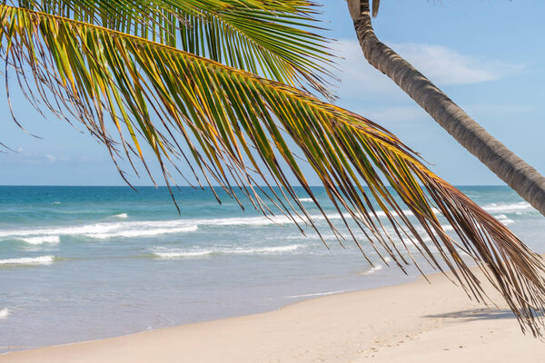 Rich beach vegetation in Itacare at the Bahia state in Brazil