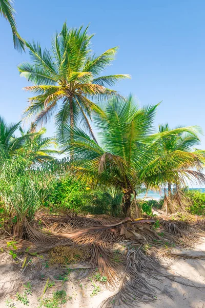 Zengin bitki örtüsü Itacare Brezilya Bahia eyalet, plaj