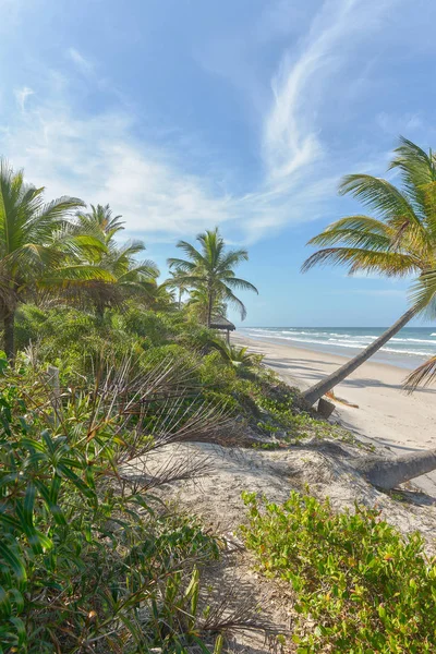 Ricca Vegetazione Sulla Spiaggia Itacare Nello Stato Bahia Brasile — Foto Stock