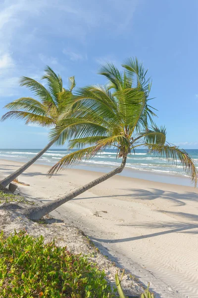 豊富なビーチ イタカレ ブラジルのバイーア州での植生 — ストック写真