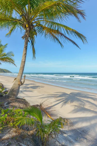 Rica Vegetación Playa Itacare Estado Bahía Brasil — Foto de Stock