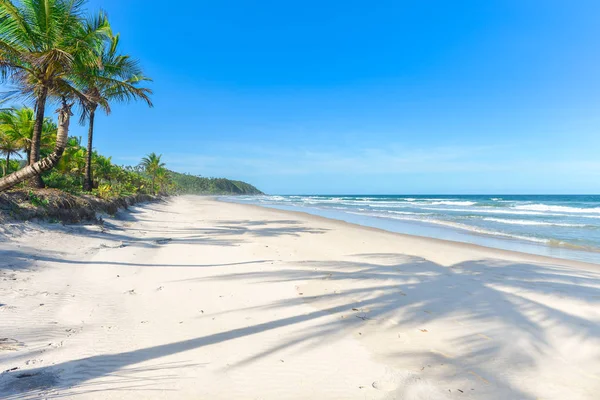 Palmiye ağaçları ile güzel kumlu plajda palmiye ağacı gölge