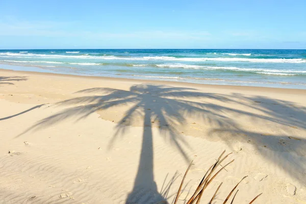 Palm Tree Stín Krásné Písečné Pláži Palmami — Stock fotografie