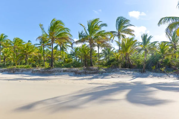 Troncos Coco Praia Dia Ensolarado — Fotografia de Stock