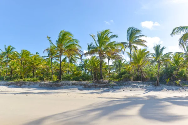 ヤシの木と美しい砂浜にヤシの木の影 — ストック写真