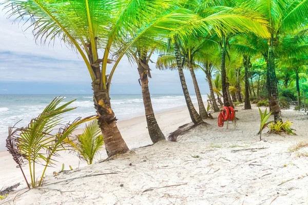 Пляж Море Пальмовыми Деревьями Кольцевым Спасательным Кругом Заднем Плане — стоковое фото