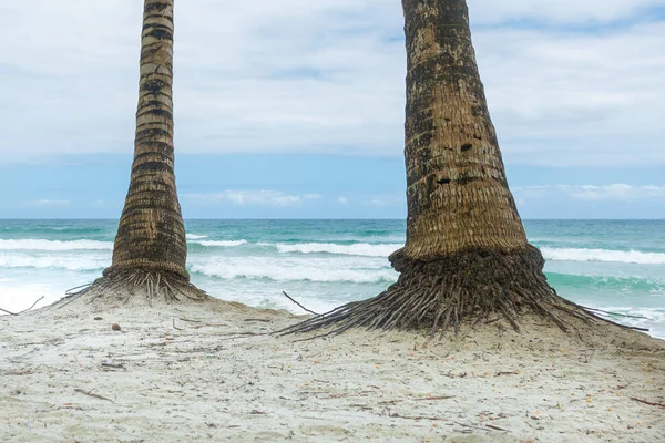 Kokosové Kmeny Stromů Pláži Letovisku Slunečného Dne — Stock fotografie