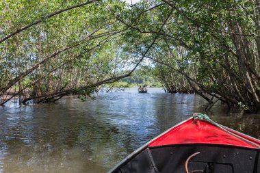 Itacare, Brezilya - 9 Aralık 2016: bir mangrov yeşil su kanalı dışarı getting tekne yolculuğu