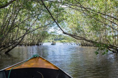 Itacare, Brezilya - 9 Aralık 2016: bir mangrov yeşil su kanalı dışarı getting tekne yolculuğu