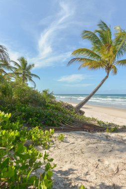 Itacare, Brezilya - 10 Aralık 2016: Zengin bitki örtüsü Itacare Brezilya Bahia eyalet, plaj