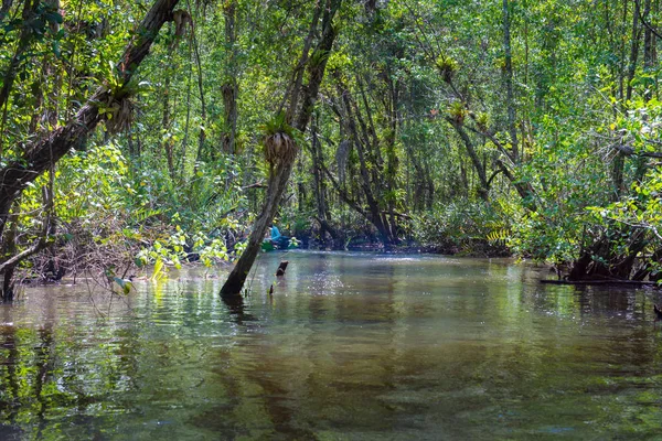 Itacare Brazílie Prosince 2016 Člunem Mangrovových Zelené Vodní Kanál — Stock fotografie