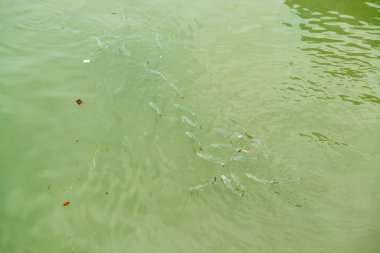 Çok sayıda balıklar yeşil durty su yüzeyine Yüzme