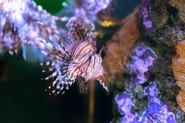 Aslan balığı tuzlu su üzerinde mercan tarafından zehir