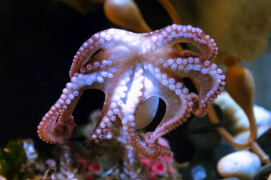 Tuzlu su altında büyük tentacles beyaz ahtapot