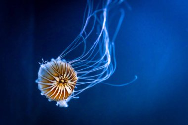 Chrysaora fuscescens Orange jellyfish also  Pacific sea nettle on blue water clipart