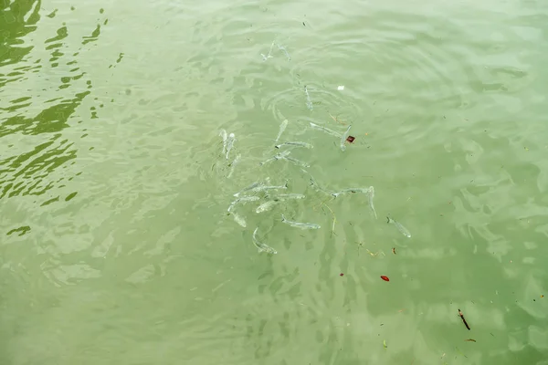 Многие Рыбы Плавают Зеленой Долговечной Поверхности Воды — стоковое фото