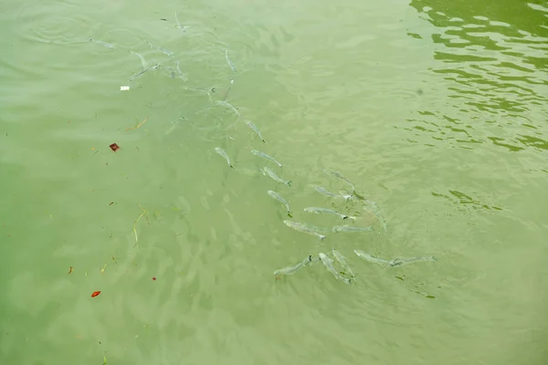 许多鱼在绿色的水面上游泳 — 图库照片