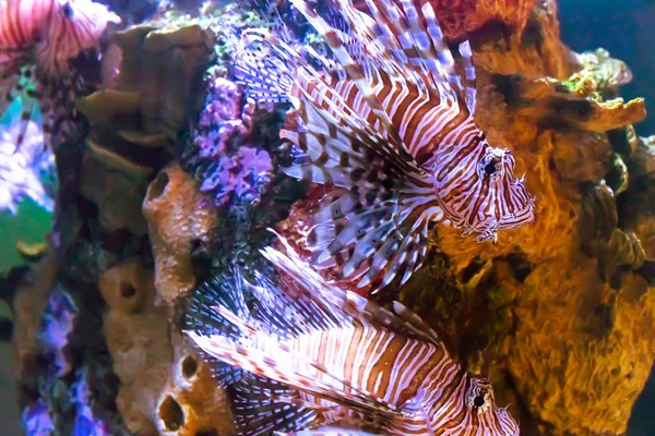 Poison lion fish by the corals on salt water