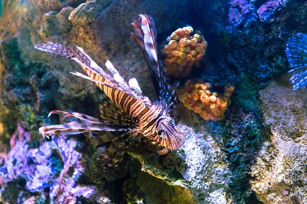 Pesce Leone Velenoso Dai Coralli Sull Acqua Salata — Foto Stock