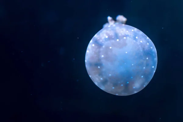 Many Beautiful Jellyfish Floating Water — Stock Photo, Image