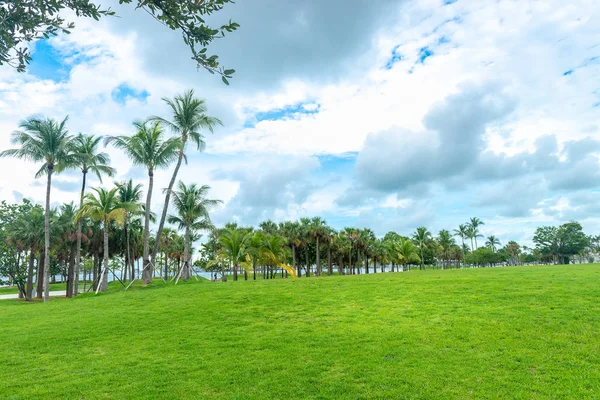 Trees Museum Park Miami — Stock Photo, Image