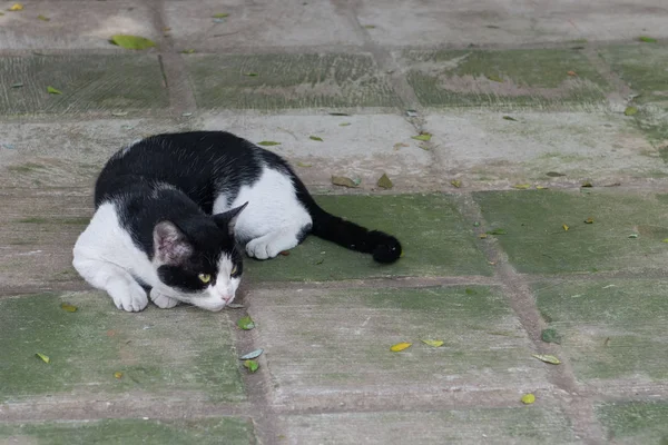 Die liebliche Katze auf dem Boden liegend — Stockfoto