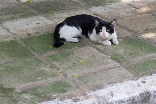 El gato encantador en el descanso en el suelo —  Fotos de Stock