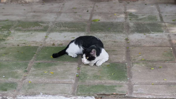 Die liebliche Katze auf dem Boden liegend — Stockfoto
