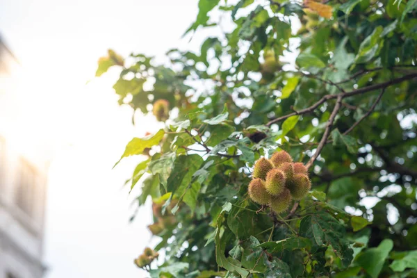 A árvore de urucum com muitas frutas penduradas — Fotografia de Stock