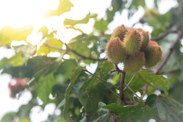 El árbol de urucum con muchas frutas colgando — Foto de Stock