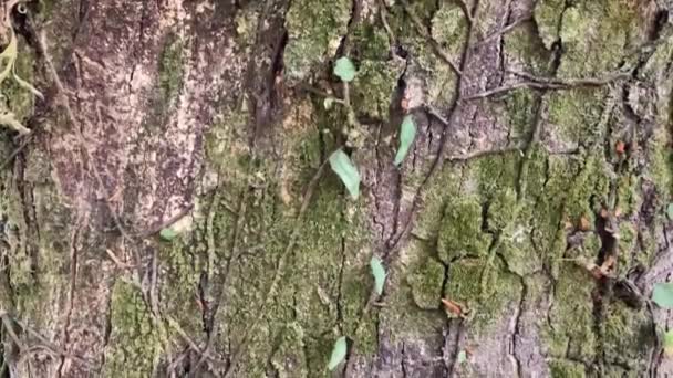 Exotic Irregular Bark Tree Trunk Epiphyte Plants Attached Trunk — Stock Video