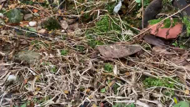 Ants March Ground Some Soldiers Going Hunt Others Bringing Food — Stock Video