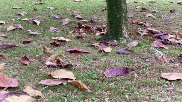 Hermoso Paisaje Otoñal Con Hojas Secas Suelo Tronco Árbol Aislado — Vídeos de Stock