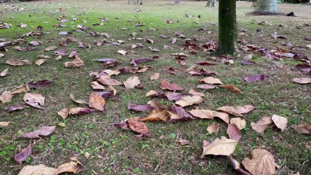 Härlig Höst Landskap Med Torkade Blad Marken Och Isolerad Trädstam — Stockvideo