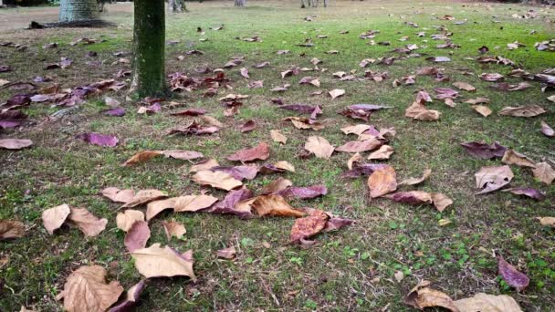 Cenário Outono Beatutiful Com Folhas Secas Chão Tronco Árvore Isolado — Vídeo de Stock