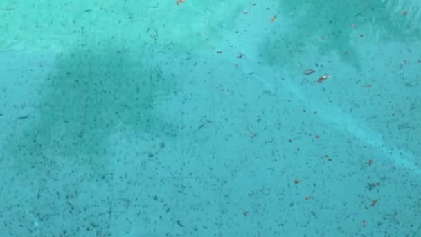 Povrch Bazénu Odrazem Palem Vodě — Stock video