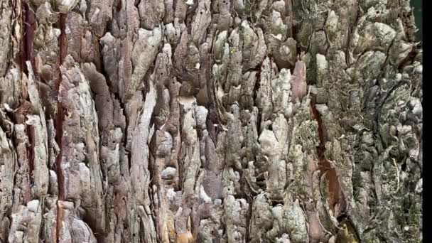 木の幹のエキゾチックで不規則な樹皮のショット — ストック動画