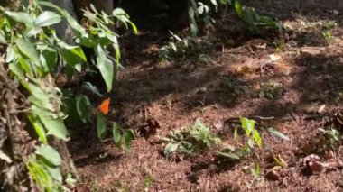 Doğada canlı turuncu bir kelebeği takip etmek. Açık hava çekimi. 60fps.