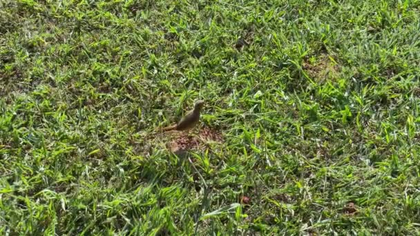 Tracking Brown Bird Walking Grass Ground — Stock Video