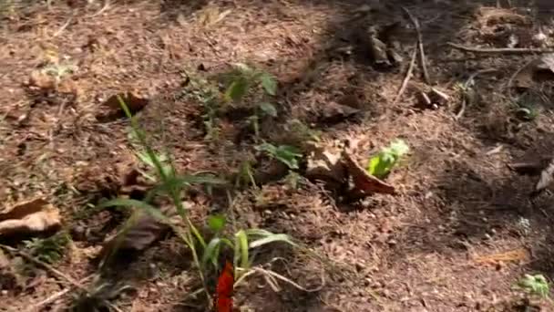 Seguindo Uma Bela Borboleta Laranja Vibrante Natureza Tiro Livre 60Fps — Vídeo de Stock