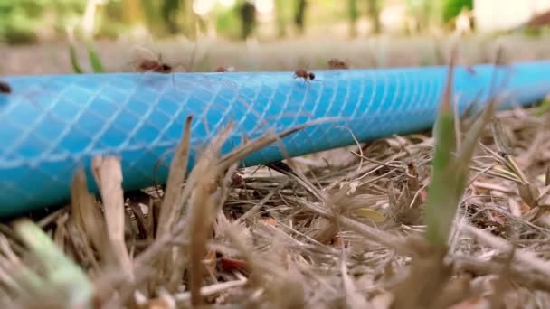 Ameisen Finden Ihren Weg Durch Einen Gartenschlauch Der Auf Den — Stockvideo