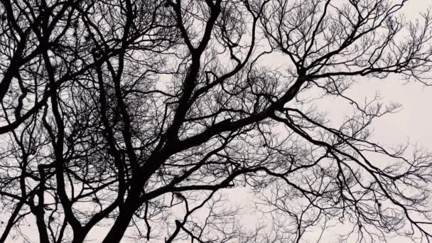 Uccello Appollaiato Una Cima Albero Con Cielo Grigio Come Sfondo — Video Stock