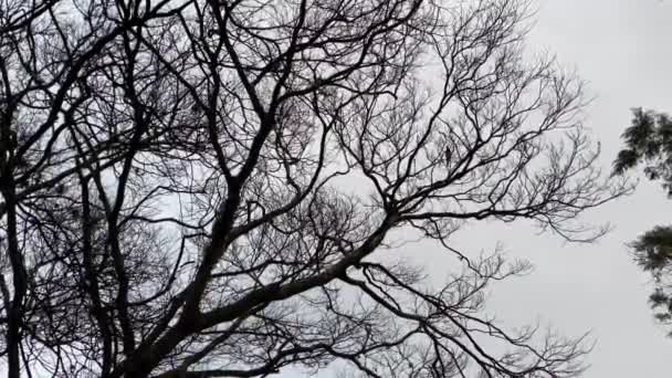 Pájaro Encaramado Una Copa Árbol Con Cielo Gris Como Fondo — Vídeo de stock