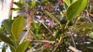 Rüzgarda bir ağaç dalına asılı olgunlaşmamış nar meyveleri. Arka plan olarak güzel kırmızı ve yeşil yapraklar.