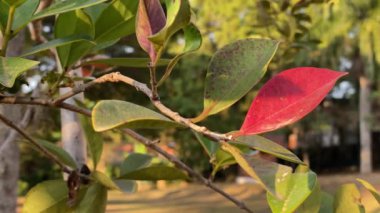 Rüzgarda sallanan nar ağacından sarkan ilginç kırmızı ve yeşil yapraklar..