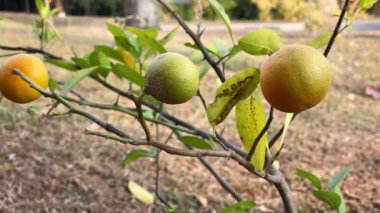 Küçük bir limon ağacında sallanan olgun limon. Limao-cravo denilen tipik Brezilya meyvesi.