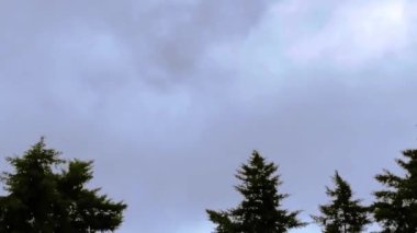 Gökyüzünde hareket eden bulutların zaman akışı ve rüzgarlı ağaçların tepeleri