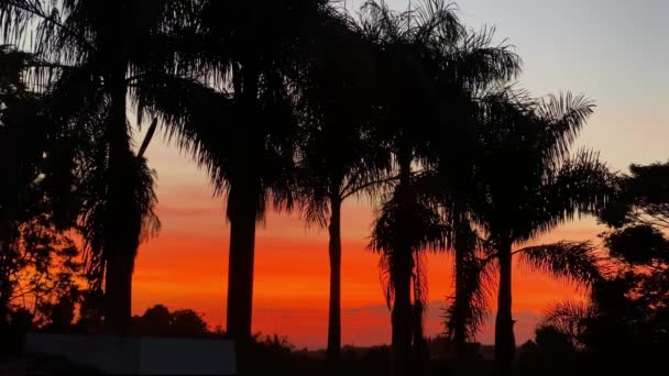Niesamowite Kolory Zachodu Słońca Drzewami Palmowymi Sylwetka Piękne Niebo — Wideo stockowe