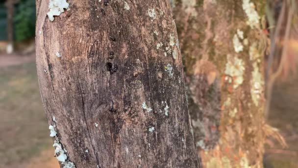 Koloni Rayap Batang Pohon Mereka Membuat Lubang Atasnya Dari Mana — Stok Video